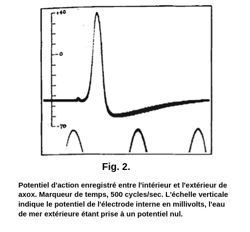 Un graphique montrant l'un des principaux résultats du travail des docteurs Hodgkins et Huxley.  Sur le graphique, l'échelle verticale va de moins 70 à plus 40 mV. De gauche à droite, le potentiel commence à moins 45 mV, puis il subit une forte augmentation jusqu'à plus 40 mV, avant une forte diminution jusqu'à moins 60 mV. Ensuite, on observe une légère augmentation de moins 60 mV à moins 45 mV. Sous le graphique figure le texte Figure 2 : Potentiel d'action enregistré entre l'intérieur et l'extérieur de l'axone. Marqueur de temps 500 cycles par seconde. L'échelle verticale indique le potentiel de l'électrode interne en millivolts, l'eau de mer extérieure étant prise au potentiel zéro.