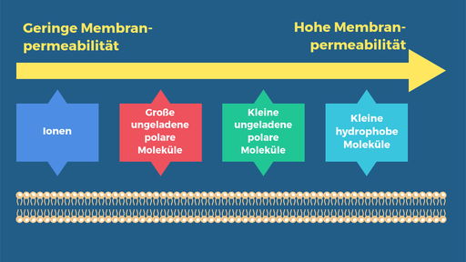 Das Diagramm zeigt die relative Permeabilität der Plasmamembran für unterschiedliche Moleküle. Von der geringsten relativen Permeabilität zur höchsten relativen Permeabilität: Ionen, große ungeladene Moleküle, kleine ungeladene polare Moleküle, kleine hydrophobe Moleküle