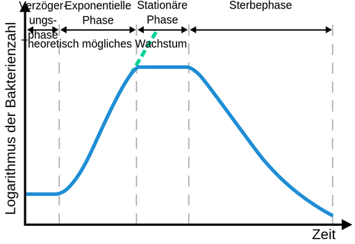 Kurve Bakteriellen Wachstums Labster Theory kurve-bakteriellen-wachstums-labster-theory