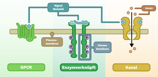 Drei Arten von Rezeptoren sind in der Plasmamembran eingebettet, angedeutet durch die dicke graue, horizontale Linie. Der erste Rezeptor, mit dem Namen GPCR, wird durch eine lange dunkelgrüne Schnur dargestellt, die 7 mal durch die Membran geht, wobei jede Schleife auf beiden Seiten aus der Membran herausragt. Zwischen der fünften und sechsten Schleife ist an der Außenseite der Membran eine kleine rote Kugel angebracht, die als Signalmolekül bezeichnet wird. Auf der gegenüberliegenden Seite dieser Stelle sendet die Rezeptorschleife Signale aus, die durch mehrere rote vertikale Streifen angezeigt werden. Der zweite Rezeptor, welcher enzym-gekoppelt ist, präsentiert zwei hellgraue, identische, dünne, vertikale Strukturen, deren beide Enden auf jeder Seite aus der Membran herausragen. Die oberen Teile bilden eine kleine horizontale Plattform, an der rote und rosafarbene kurze Strukturen befestigt sind, die Signalmoleküle. Der letzte Rezeptor, Kanal genannt, weist zwei gelbe, identische Strukturen auf, deren oberer Teil aus der Membran herausragt. An jeder Seite der beiden gelben Strukturen ist eine kleine blaue Kugel angehängt, die Signalmolekül genannt wird. Zwischen den beiden Strukturen verläuft ein schwarzer, nach unten gerichteter Pfeil, der den Ionenfluss durch den Kanal ins Innere der Zelle anzeigt.