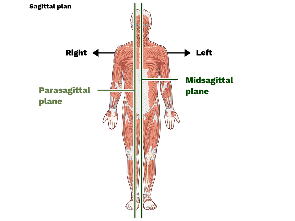 sagittal-plane-definition-and-examples-biology-online-dictionary