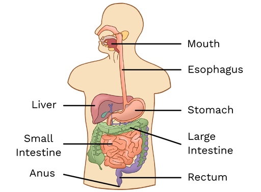 thesis about digestive system