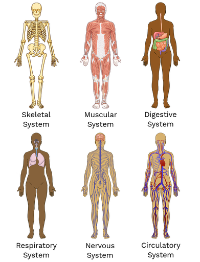 Organ System Examples