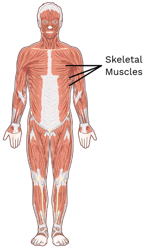 This system is made of muscles found throughout the body.