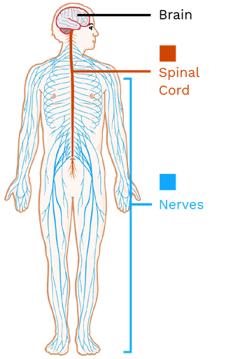 Nervous System - Labster