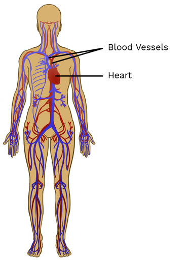 This system includes the heart in the chest and the network of blood vessels spread throughout the body.