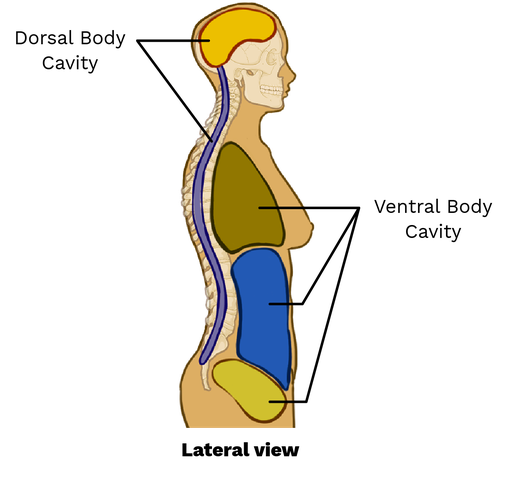 Dorsal Cavity  