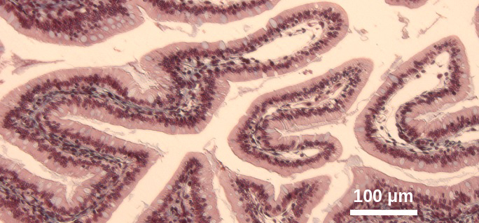 Imagen de microscopía óptica de vellosidades. Ilustra las formas en las que se pliega el epitelio intestinal, que presenta pliegues en forma de dedos llamadas vellosidades.