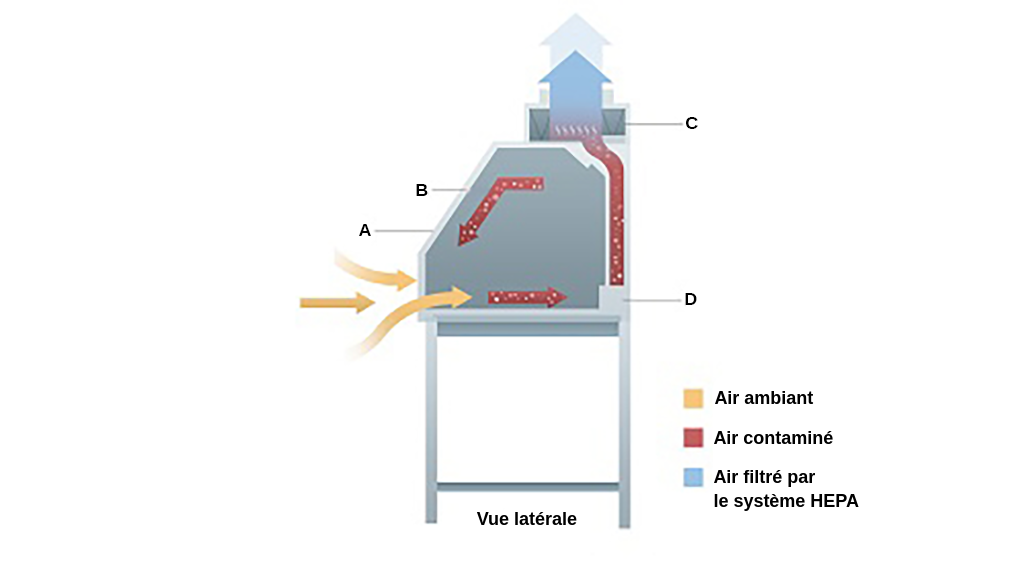 L'air ambiant entre dans le poste par l'avant, se contamine dans l'enceinte et circule dans le poste jusqu'à ce qu'il soit aspiré par le plenum d'échappement à l'arrière et jusqu'au sommet où il sort par un filtre HEPA.