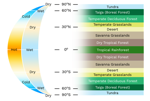 temperate deciduous forest climate