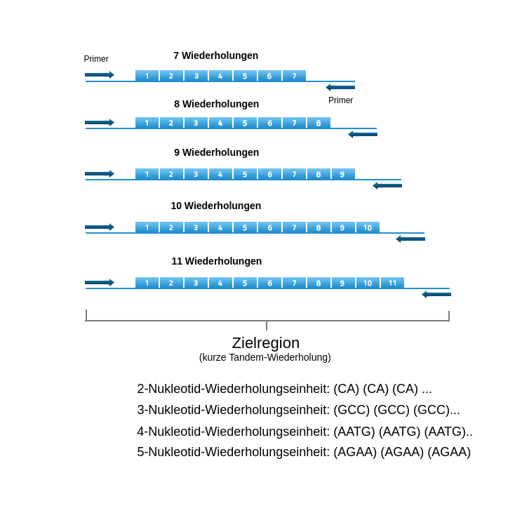 Potenzielle kurze Tandemwiederholungseinheiten和Fragmentlängen在Zielregion上。Dargestellt sind DNA-Stränge mit unterschiedlicher Anzahl von Wiederholungseinheiten。在这首诗中我们有一个引物和一个串联的片段，所以在这首放大的片段中我们有一个引物和一个串联的片段。我是第5个非常好的Fragmentlängen dargestellt，我是第7个也是第11个。Die Wiederholungseinheiten können auser unterschiedlichen Anzahl von Nukleotiden bestehen。Eine 2-Nukleotid-Wiederholungseinheit könnte zum Beispiel aus aufeinanderfolgenden C.A. bestehen。这个人最好死在Fragmentgröße，死在一个人的身上。Wiederholungseinheiten können auh aus 3,4 oder sugar 5 Nukleotiden bestehen
