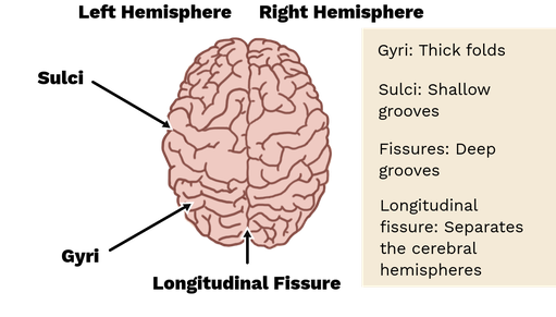 longitudinal fissure brain