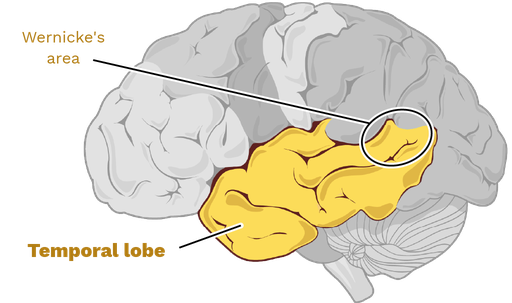 temporal lobe