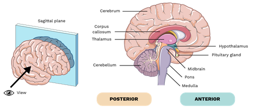 brainstem function and location