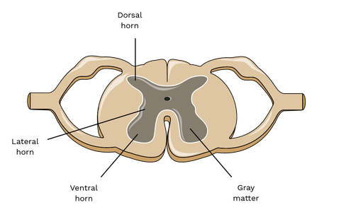 gray horns of spinal cord