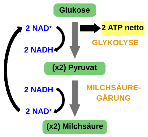 EIN DIGRAMM，DAS DIO SCHRITTE derMilchsäuregärungskizziert。ZunächstWird Glukose Einer Glykolyse Unterzogen，Bei der 2MolekülePyruvatund 2MoleküleATPentstehen。Währendder glykolyse werdenaußerdem2molkülenadpluszu2molkülennadhreduziert。AnschließendWerdenDie 2MolekülePyruvatEinerMilchsäuregärungunterzogen，Bei der 2MoleküleMilchsäureentstehen。WährendderMilchsäuregärungwerden2molkülenadhzu 2molkülenna dplus oxidiert。Diese Na Dplus-MoleküleKönnenDann在DerNächstenrunde der Glykolyse Verwendet Werden。