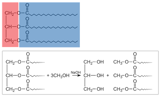 Two merged images. the first one shows how a triglyceride can be separated into a glycerol component, which forms the head of the molecule, and three fatty acid chains, which resemble tails. Each fatty acid chain's 'tail' is linked to the glycerol's 'head' via an ester bond. The second image shows how Methanol can react with triglycerides in a transesterification reaction to break the glycerol and fatty acid components apart. This reaction is catalyzed by a strong base like sodium hydroxide.