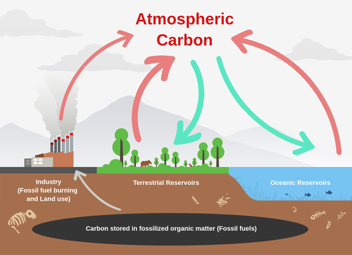 Human emissions. The carbon cycled between plants, animals and the atmosphere, as well as through the ocean-atmosphere exchange is relatively balanced, with some being stored in the deep ocean and soil. Fossil fuel burning and land use change produce around 30 gigatons of carbon dioxide annually.