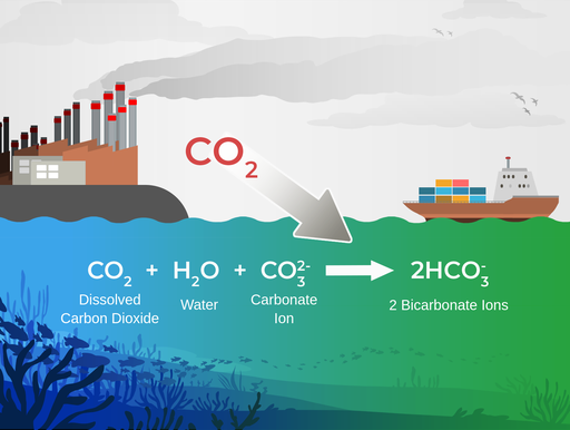 Ocean Acidification. Carbon dioxide from the atmosphere dissolves in the ocean, this then reacts with water molecules and through a series of reactions forms carbonate ions to form bicarbonate ions.