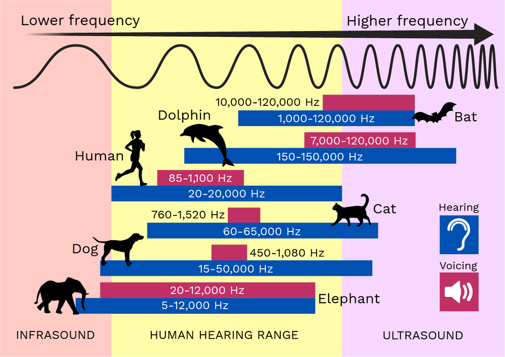 Dog Hearing Frequency