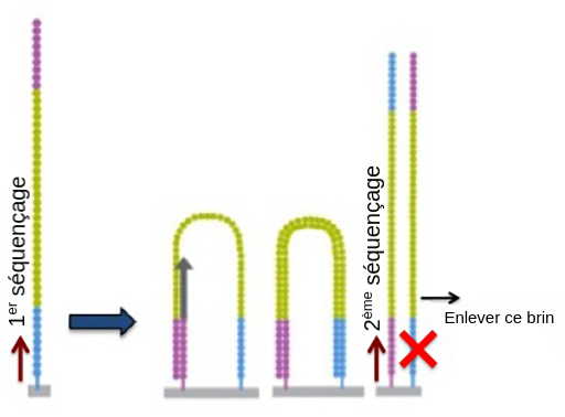 À l'étape 1，一个垂直的和一个适应à查extrémité，一个蓝色的和另一个紫色的。蓝色的是fixé是底物。À l'étape 2，在façon à的基础上再加上dirigés对基底的适应。À l'étape 3，前一个新手的经验是également plié。复制开始à最初的紫的部分和新的紫的部分fixé在基底上。À l'étape 4，两个表都是垂直的，但是表的copié是fixé表的底色是适应的紫色，表的原始表的底色是适应的蓝色。Le brin d'ADN原始套间retiré。