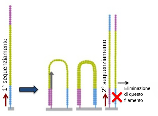 Nella fase 1，联合国filamentodnaè垂直行业e ha un adattatore su ciascunaestremità，uno colorato di blu e uno uno colorato di Viola。l'AdattatorebluètAccatoal substrato。Nella fase 2，Il Filamento di dna si piega中的Modo Che Entrambi Gli Adattatori Siano Rivolti Verso Il Substrato。Nella fase 3，il filamento dna dna viene copiato per creare un nuovo filamento dna，anch'esso piegato。La Copiatura Inizia Dall'adattore Viola Originale，Eil Nuovo Adattatore Viola altaccato al substrato。Nella Fase 4，Entrambi I Filamenti sono ora Verticali，Ma Il filamento dna dnacopiatoètaccatoal sisstrato con l'Adattatore Viola，eilfilamento dna emortale dna emortale taaccato altaCcato al substrato al sisstrato con l'Adattatore blu blu。il filamento di dna Originale viene Quindi Rimosso。