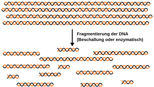 Der lange Doppelstrang der DNA wird in kleinere Teile zerlegt.