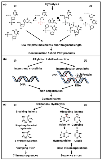三个板。顶部显示了通过磷酸基连接的3个DNA碱基的化学结构。水解被标记出来，箭头从DNA碱基指向它们被分解成更小的化学成分的视图。从这些组件箭头指向文本阅读很少模板分子或短片段长度。箭头则指向文本阅读污染或短PCR产品。第二幅图显示烷基化或美拉德反应，一个箭头指向链间交联，即DNA分子匹配链之间的连接。另一个箭头指向分子间交联，它表示DNA链和一个单独的DNA分子或蛋白质之间的连接。这两种情况都会导致无放大和污染。第三个面板被标记为氧化和水解。从氧化点到阻断化学结构损伤的箭头，以跳跃PCR和嵌合体序列结束。 Arrow from hydrolysis points to miscoding lesions where one atom in a base is substituted for another atom creating base mis-incorporations and sequence errors.