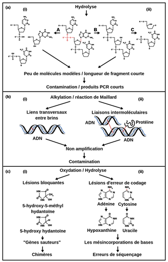 三个部分。supérieure三个碱基的蒙特拉结构嵌合成reliées磷酸基团。水解的是libellée和flèches分别代表碱基和碱基décomposées组成的混合物和小块。Les flèches相当的组成部分有意义的文本可以molécules矩阵或片段法庭。套间，une flèche pointe sur du texte indiquant污染ou产品PCR法庭。关于烷基化的环境部分réaction，有一个flèche，它与réticulations相关，représentées与其他的相关。另一个flèche pointe sur réticulations intermoléculaires représentées在布林和molécule之间的留置权和molécule区别于protéine。两种情况entraînent一种非扩增，一种污染。La troisième部分为intitulée氧化和水解。flèche的氧化反应指向lésions bloquantes的一个结构chimique是à一个PCR sautanet à的séquences chimères。 La flèche de l'hydrolyse pointe sur les lésions mal codantes où un atome d'une base est remplacé par un autre atome, ce qui crée des erreurs de séquence et d'incorporation de base.
