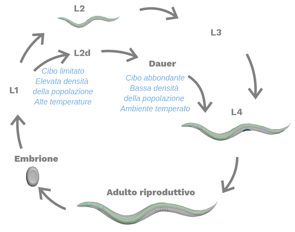 Diamema del Ciclo Vitale，Una Serie di Stadi del Ciclo Vitale Che Formano联合国Cerchio Con Frecce Che Indemano La Direzione Delle Fasi。La Fase＆猴子èRaffigurata来到Una Piccola Forma Overale。UNA Freccia Indema L1。Dopo L1，IL Ciclo Si划分在适当可能的可能性。Una Freccia indica L2，Raffigurato来Un Piccolo Nematode。L'Altra Freccia Indega L2D e La FrecciaèEtichettataCon Cibo Imitato，Popolazione Densa E Cultimattura Ievata。DA L2，UNA Freccia Indega L3，Quindi Una Freccia Indega L4，Raffigurato来联合国线虫Maturo。DA L2D，UNA Freccia Indega Lo Stadio Daier。Dalla Stadio Dauer，Una Freccia Etichetta Con Cibo Abbondante，Popolazione Sparsa E Ambiente Checionata Indage L4，IL Nematode Maturo。DA L4，UNA Freccia Indega L'Astoricho Riproduttivo，Cheèraffigurato来联合国线虫MaturoPiùGrande。 Dall'adulto riproduttivo, una freccia indica l'embrione e il ciclo continua come precedentemente descritto.