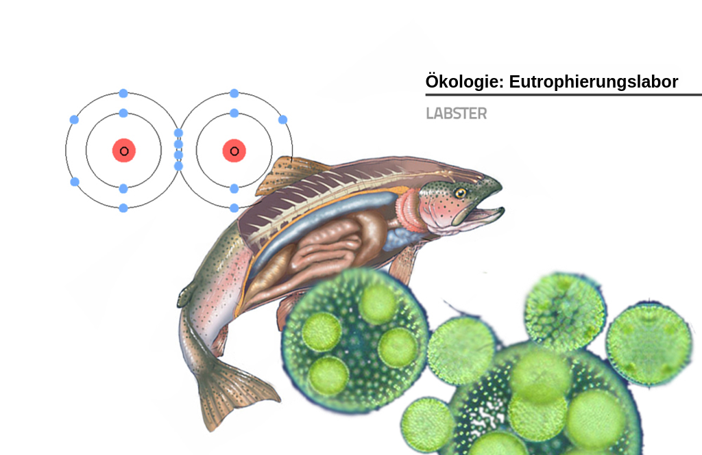 Das Titelbild der Eutrophierungssimulation zeigt einen Fisch mit sichtbaren inneren Organen, ein Sauerstoffmolekül, das als zwei kovalent gebundene Atome dargestellt ist, und eine mikroskopische Ansicht von Algen als große grüne Kugeln.