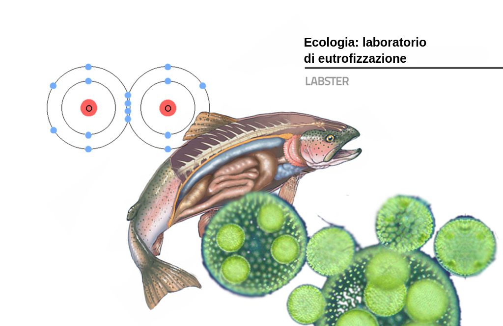L'immagine introduttiva della simulazione dedicata all'eutrofizzazione mostra un pesce con organi interni visibili in trasparenza, una molecola di ossigeno sotto forma di due atomi legati in modo covalente e l'immagine microscopica di alghe rappresentate come grandi sfere di colore verde.