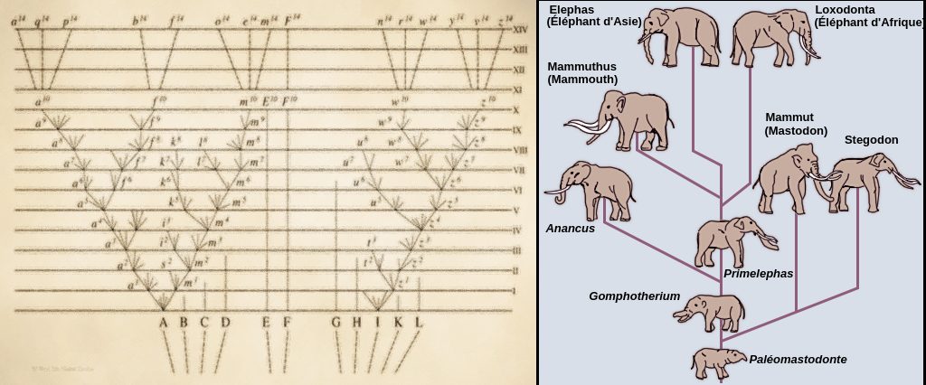 À间扭式，11条线从另一条线开始，从另一条线开始，从另一条线开始，从另一条线开始，écartent从另一条线开始。两个extrémités在两个分支机构étendent和两个分支机构à。À直线，一个paléomastodonte à小错视点在départ点胭脂色，它有多种不同的类型与à的éléphants相似。一个分支mène aux éléphants这是我们了解的非洲的一个分支。
