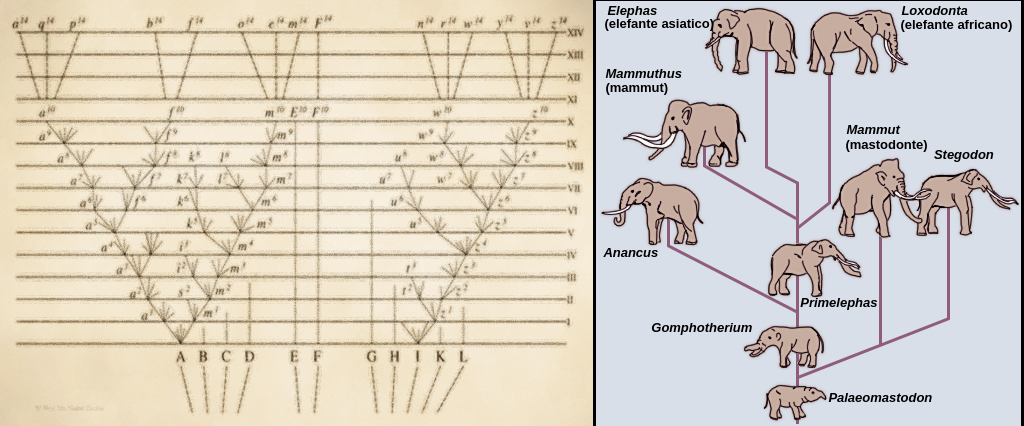A sinistra, 11 linee iniziano vicine in fondo alla pagina e si estendono verso l'alto. Due dei punti finali hanno ciascuno due rami che si estendono e si dividono ulteriormente in rami successivi. Sulla destra, un Palaeomastodon dal naso piccolo è il punto di partenza di una linea rossa che si dirama verso altri tipi di animali simili agli elefanti. Uno dei rami porta ai moderni elefanti asiatici e africani di oggi.