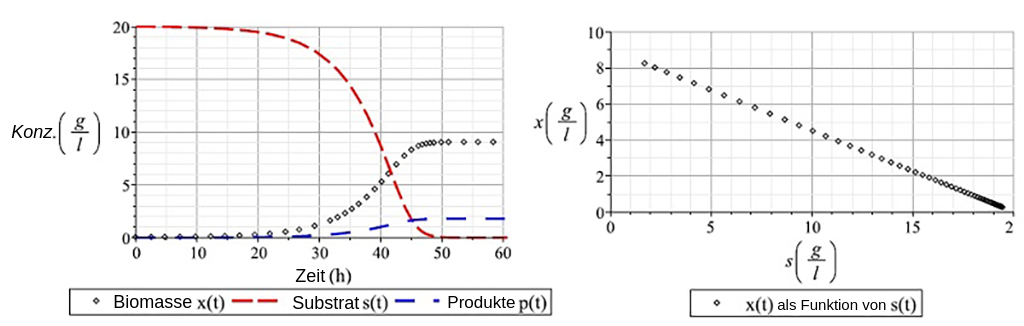 Mikrobielle Stöchiometrie - Labster Theory
