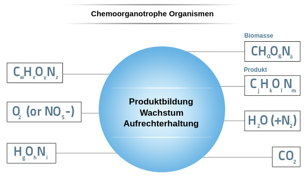 Black box model for yeast