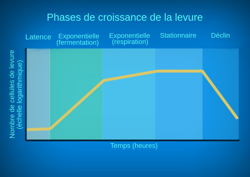 Courbe de croissance caractéristique de la levure avec un substrat de glucose. Un graphique montrant les différentes phases de croissance de la levure avec le nombre de cellules de levure sur l'axe des ordonnées et le temps sur l'axe des abscisses. L'axe des ordonnées est une échelle logarithmique. Dans la première phase, la phase de latence, le nombre de cellules de levure n'augmente que très peu. Dans la deuxième phase, la première phase exponentielle ou phase de fermentation exponentielle, le nombre de cellules augmente le plus rapidement. Dans la troisième phase, la deuxième phase exponentielle ou phase de respiration exponentielle, la levure augmente encore de façon exponentielle, mais moins rapidement que dans la première phase exponentielle. Dans la quatrième phase, la phase stationnaire, le nombre de cellules de levure reste le même. Dans la cinquième et dernière phase, la phase de déclin, le nombre de cellules diminue.