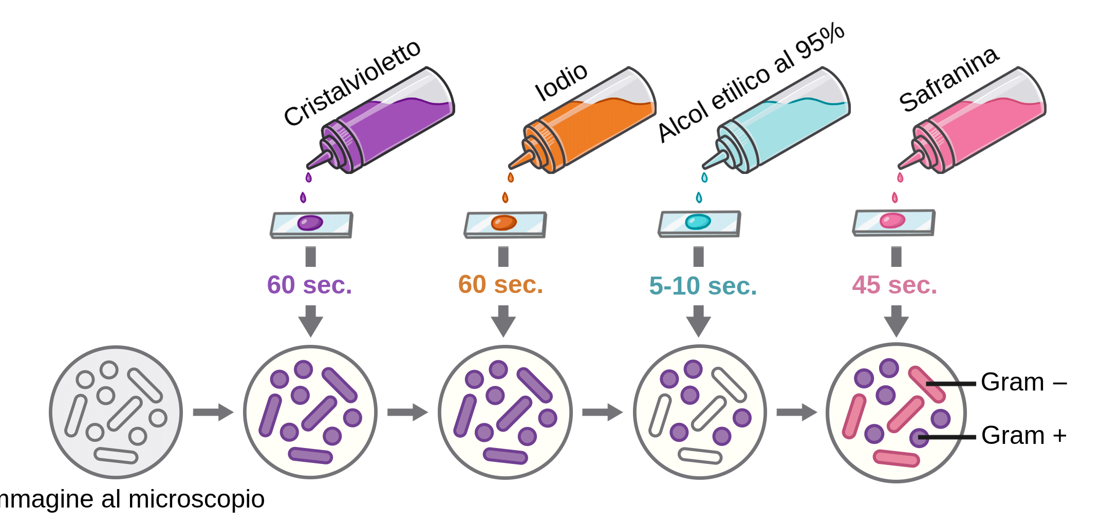 Reagenti Impiegati Nella Colorazione Di Gram Labster