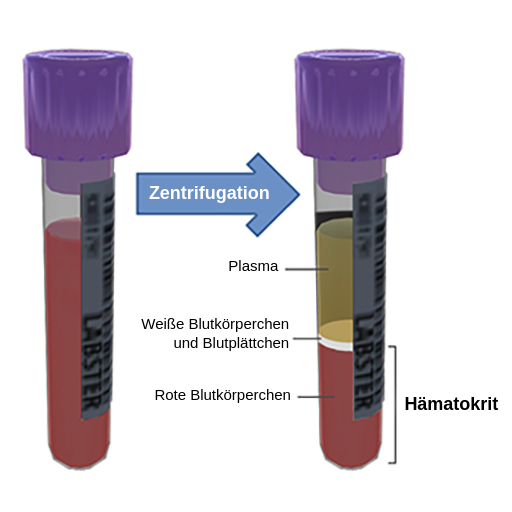 Hämatokrit - Labster Theory