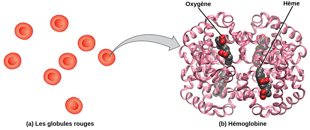 Combien De Molécule De Dioxygène Une Protéine D'hémoglobine Peut-elle Fixer L'hémoglobine - Labster Theory