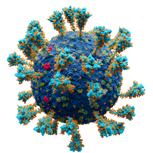 Atomic model of coronavirus is presented as a blue sphere representing the virus outer membrane. On the membrane surface, many spike proteins are located, with glucose molecules attached to them. Besides spike proteins, ‘M’ and ‘E’ proteins are also present on the virus membrane.