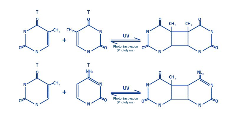Deux réactions chimiques de dimérisation. Deux bases d'ADN comme substrats sont dimérisées par la lumière UV dans la réaction de la photolyase.