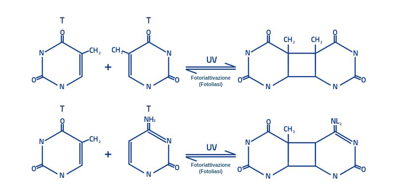 Due reazioni chimiche di dimerizzazione. Due basi di DNA, che fungono da substrati, vengono dimerizzate dalla luce UV durante la reazione di fotoliasi.