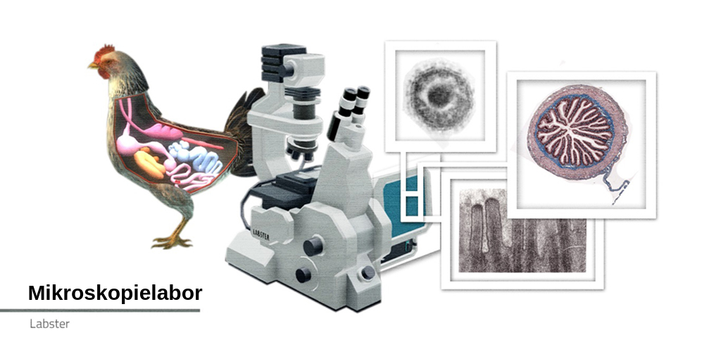 Ein Huhn mit dargestellten inneren Organen steht neben einem Lichtmikroskop. Drei Bilder zeigen ein kugelförmiges Objekt in Schwarz-Weiß, einen farbigen Querschnitt eines röhrenförmigen Objekts und ein Schwarz-Weiß-Bild von Zellfortsätzen