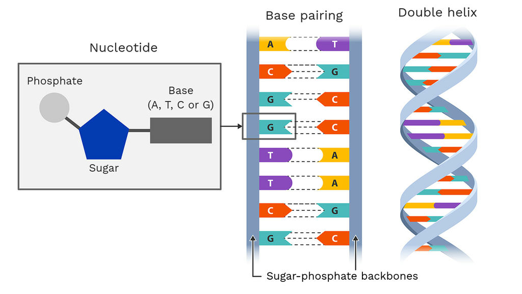 structure of dna nucleotide