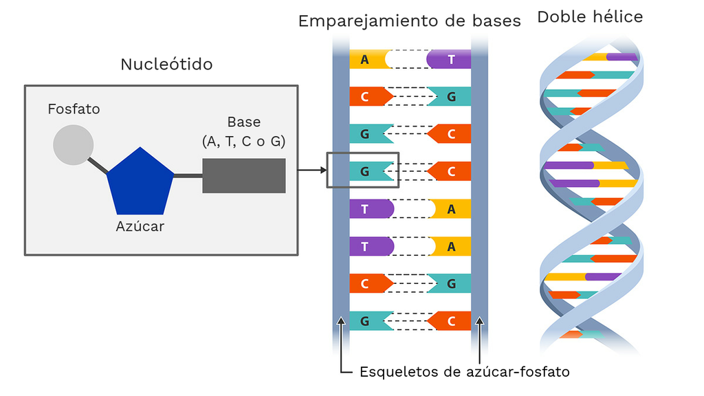 DNA Fosfato