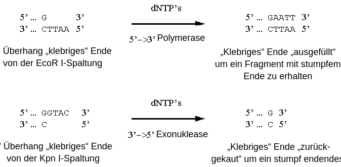 聚合酶和klebridge dna - dna聚合酶。第一个反应从核G开始，到第5个。bis这苏珥是3。第一个是C, T, T, A, A，在3。bis这苏珥是5。Primzahl reichen。Über当我们把它放到另一个地方，我们就会发现Aktivität的聚合酶在5个单位3个单位里。我的名字叫克雷布里奇aufgefüllt，苏打在碎片里，我的名字叫它。死5 ' 3 ' enthalt死Nukleotide G, A, A, T, T,和死3 ' - 5 '死Nukleotide C T, T, A, A .死zweite Reaktion beginnt麻省理工学院der 5 ' 3 ',死的死Nukleotide G, G, T, A, C enthalt,和静脉3 ' - 5 ',das Nukleotid C enthalt死去。这是第三个，这是第三个Überhang这是第三个，这是第三个，这是第三个。 Über dem Reaktionspfeil steht d N T P s und darunter die 3 prime to 5 prime Exonuklease-Aktivität der Polymerase. Am Ende der Reaktion wird das klebrige Ende entfernt, um ein Fragment mit stumpfem Ende zu erhalten. Das 5 prime to 3 prime enthält das Nukleotid G und das 3 prime to 5 prime enthält das Nukleotid C.
