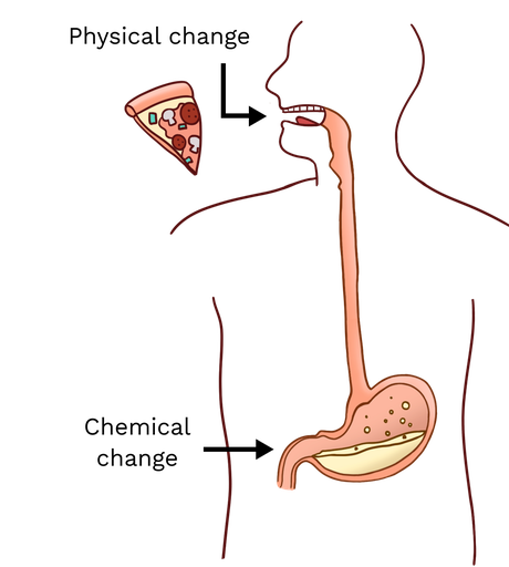 A Cartoon of a cross-section of the digestive system.