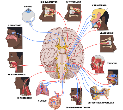 Cranial Nerves Labster