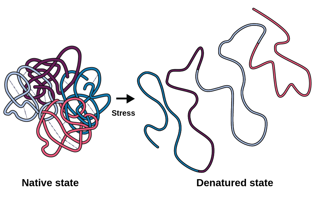 Denaturation - Biology Simple